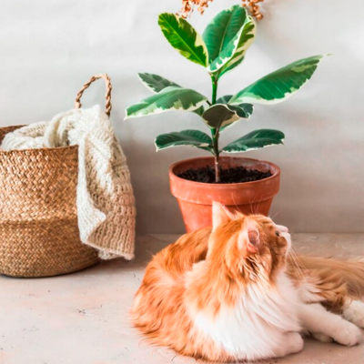 Vaso de cerâmica com planta, cesto de palha com manta e gato laranja e branco no chão
