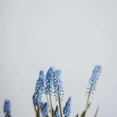 Flores muscari azuis com folhas verdes finas sobre fundo branco
