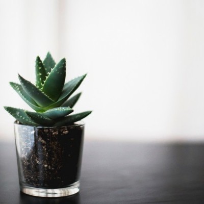 Planta suculenta verde num vaso transparente sobre superfície escura