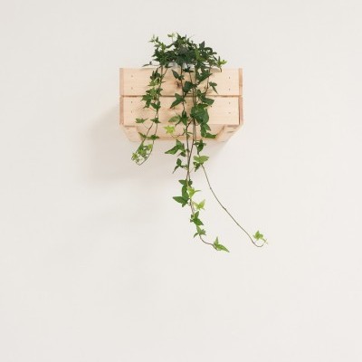 Planta em vaso de madeira claro pendente na parede branca