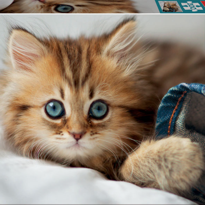 Caixa de puzzle com imagem de um gatinho