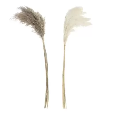 Dois ramos de plantas secas, um castanho claro e outro branco, sobre fundo branco