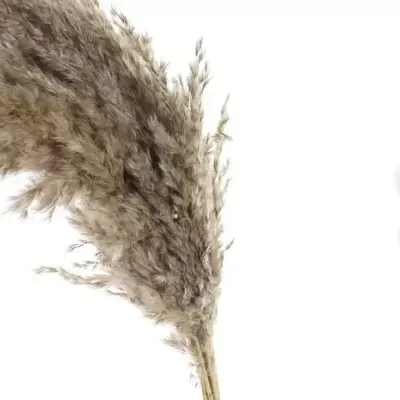 Ramos decorativos de plumas de pampas bege e creme com textura felpuda