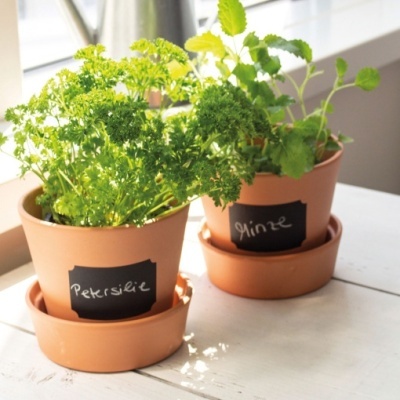 Dois vasos de barro com plantas verdes e etiquetas com os nomes das ervas.