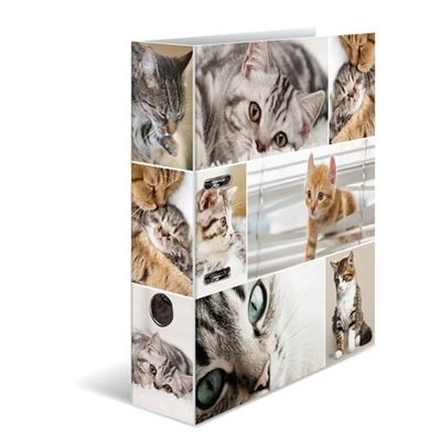 Pasta decorada com fotos de gatos em várias poses e cores.