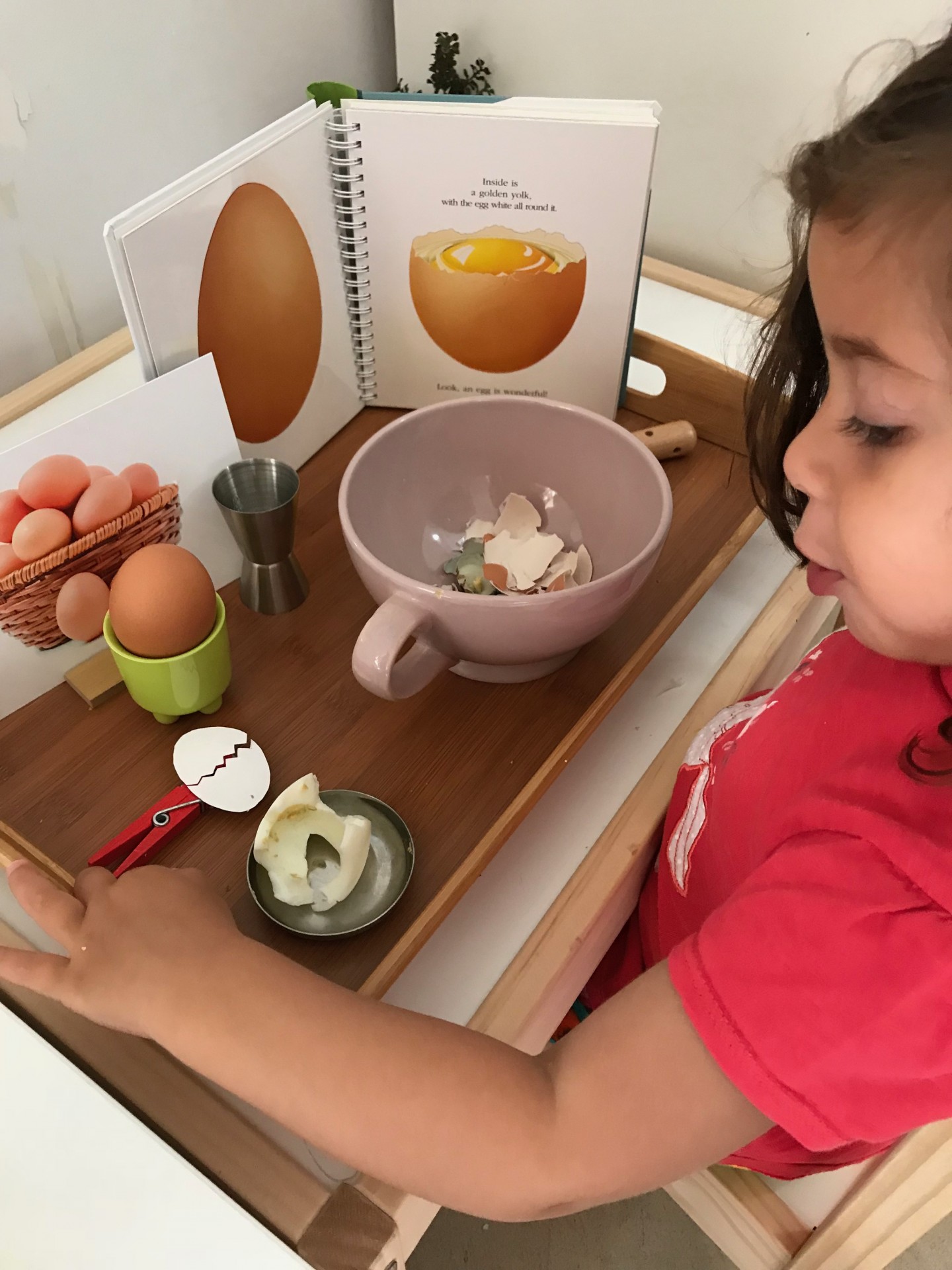 Quem nasceu Primeiro: o ovo ou a Galinha?