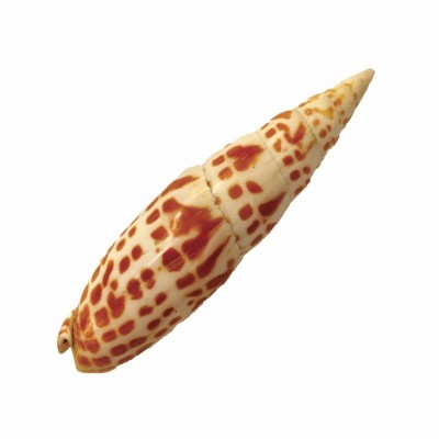 Concha Junonina | Bosque Feliz