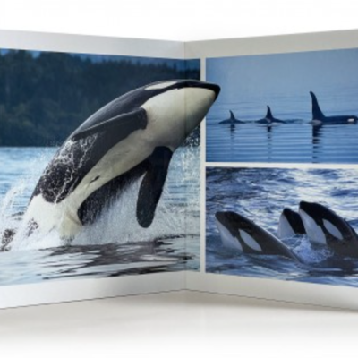 Os Animais Marinhos | Grande