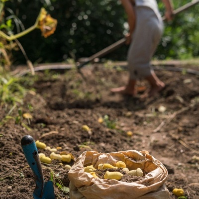 Tulipas Peças Soltas | Grapat
