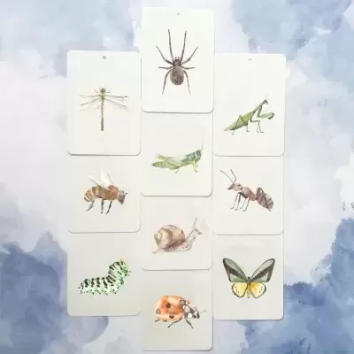 Insetos Flashcard | in a Flash