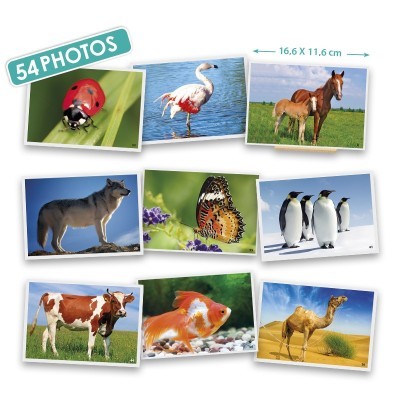 Cartões Os Animais | Akros