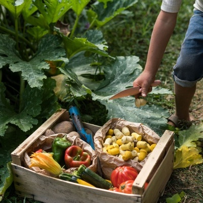 Tulipas Peças Soltas | Grapat