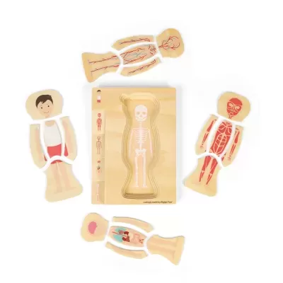 Corpo Humano Masculino Puzzle de Camadas | BigJigs
