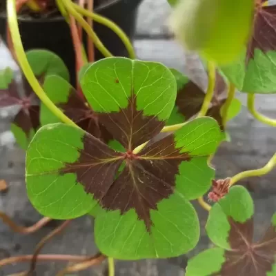 Trevo da sorte | Green Warriors