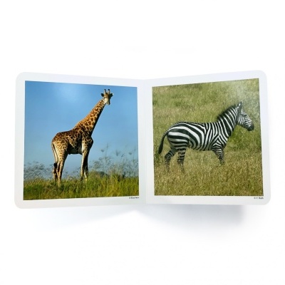 Os Animais Selvagens