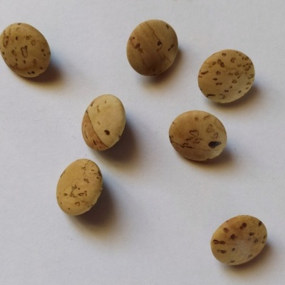 Oito contas redondas de cortiça em fundo branco com texto '12 mm'.