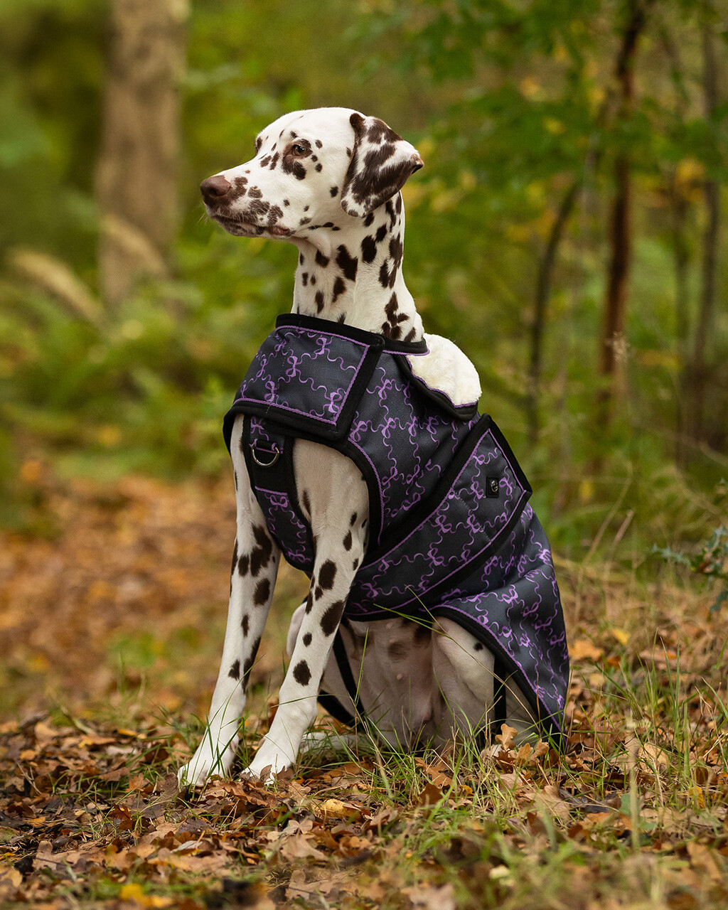 Capa para Cão 1200D QHP Turnout Collection Dálmata com casaco preto e roxo sentado em floresta.