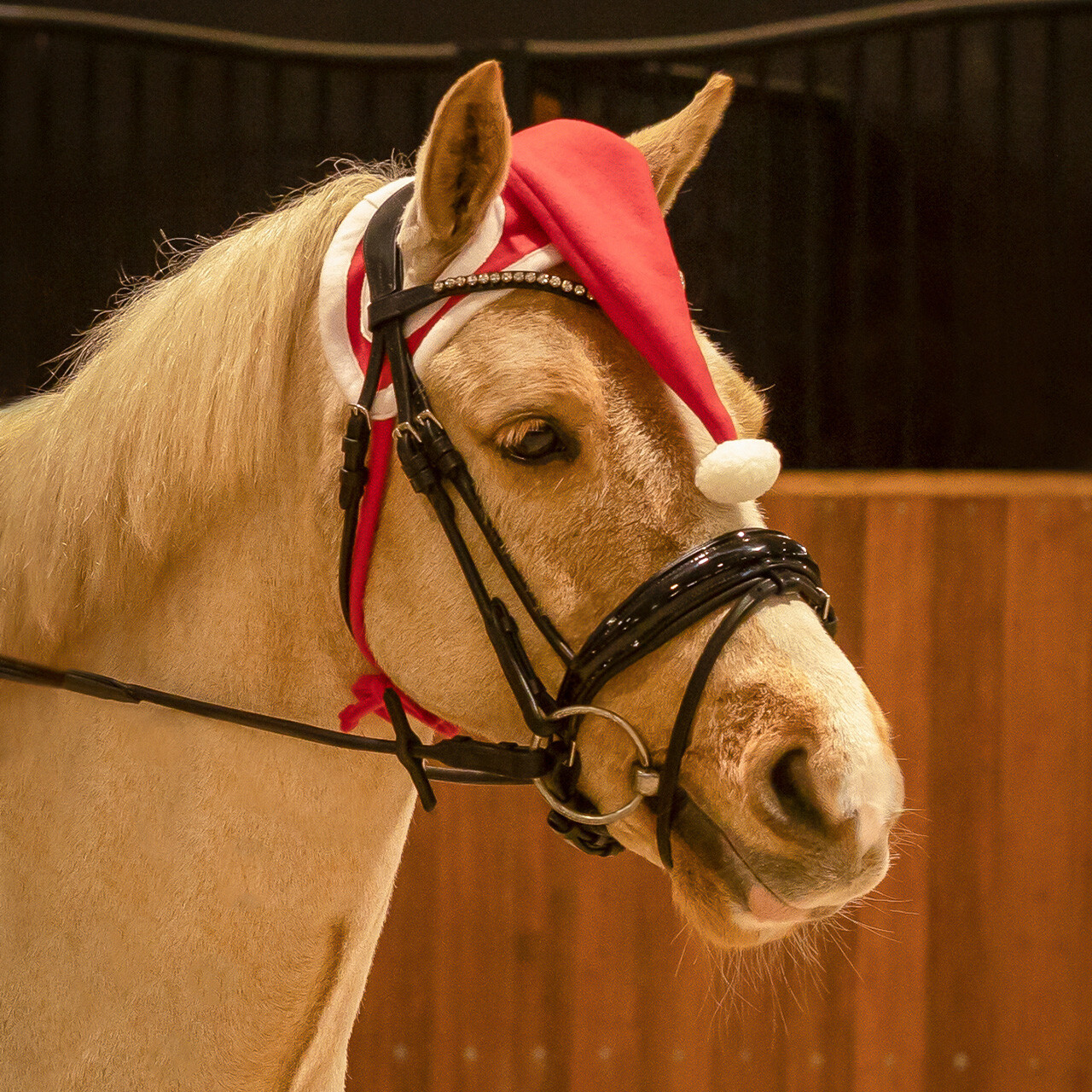 Gorro de Natal p/ Cavalo QHP Cavalo com arreio preto e touca vermelha com pompom branco