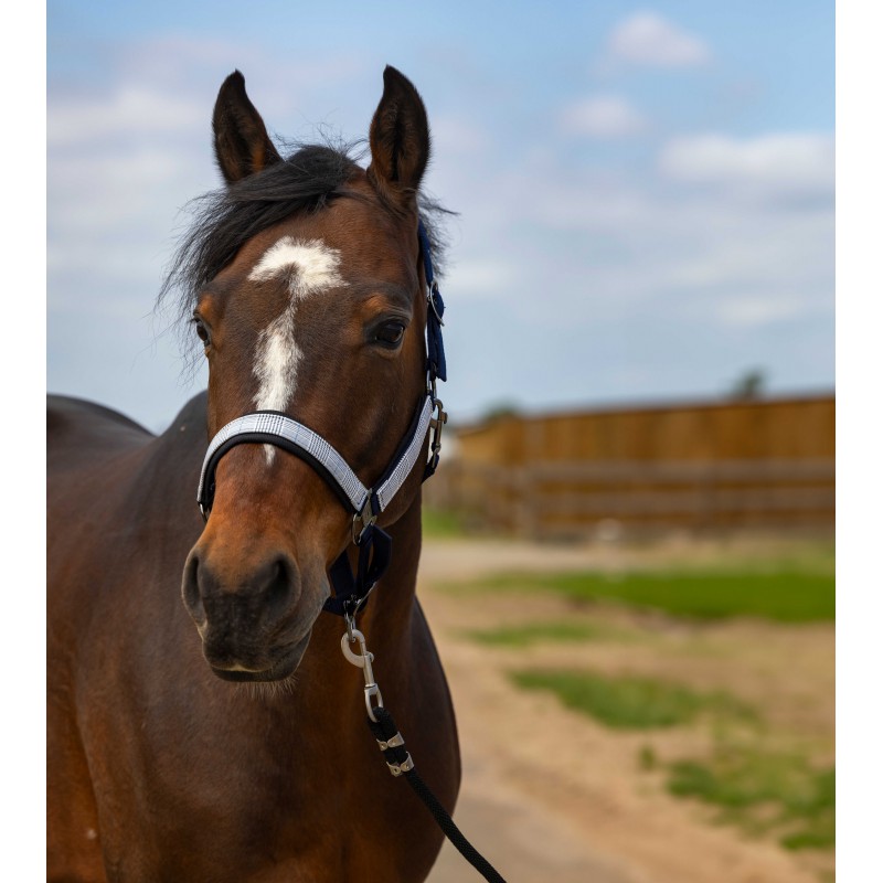 Cabeção EQUITHÈME 'Nylon Check' Cavalo castanho com cabresto cinzento e preto em terreno aberto