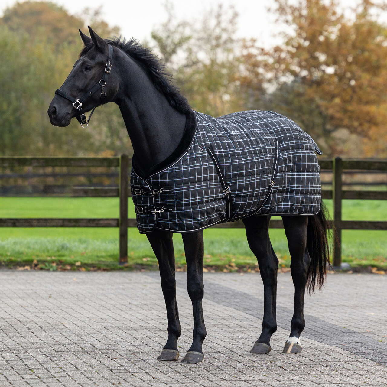 Cobrejão de Boxe QHP Luxury 250g Cavalo preto com manta acolchoada preta de padrão xadrez branco e azul claro
