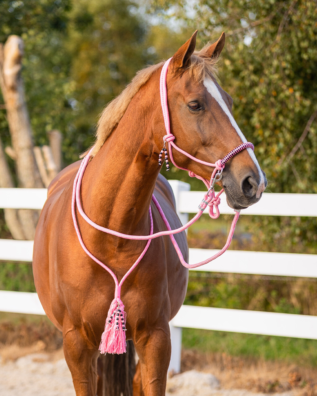 Cabeção de Corda + Neck Rope QHP Liberty Cavalo castanho com cabresto cor de rosa e cerca branca ao fundo
