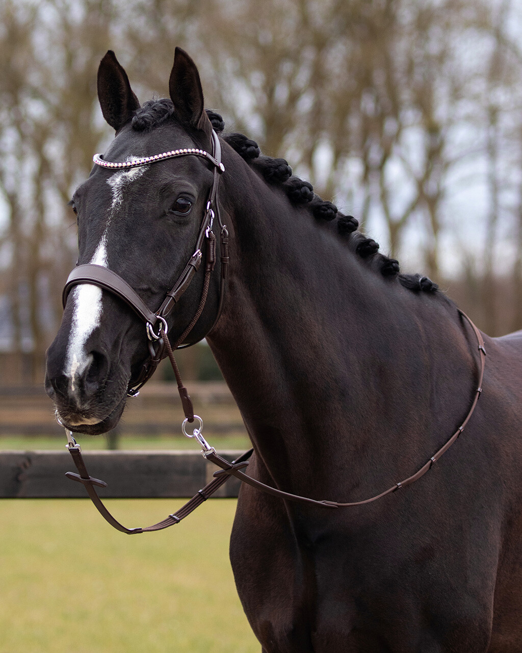 Cabeçada Bitless QHP "Sunna" Cavalo preto com rédea de couro castanho e adornos rosas, crina trançada