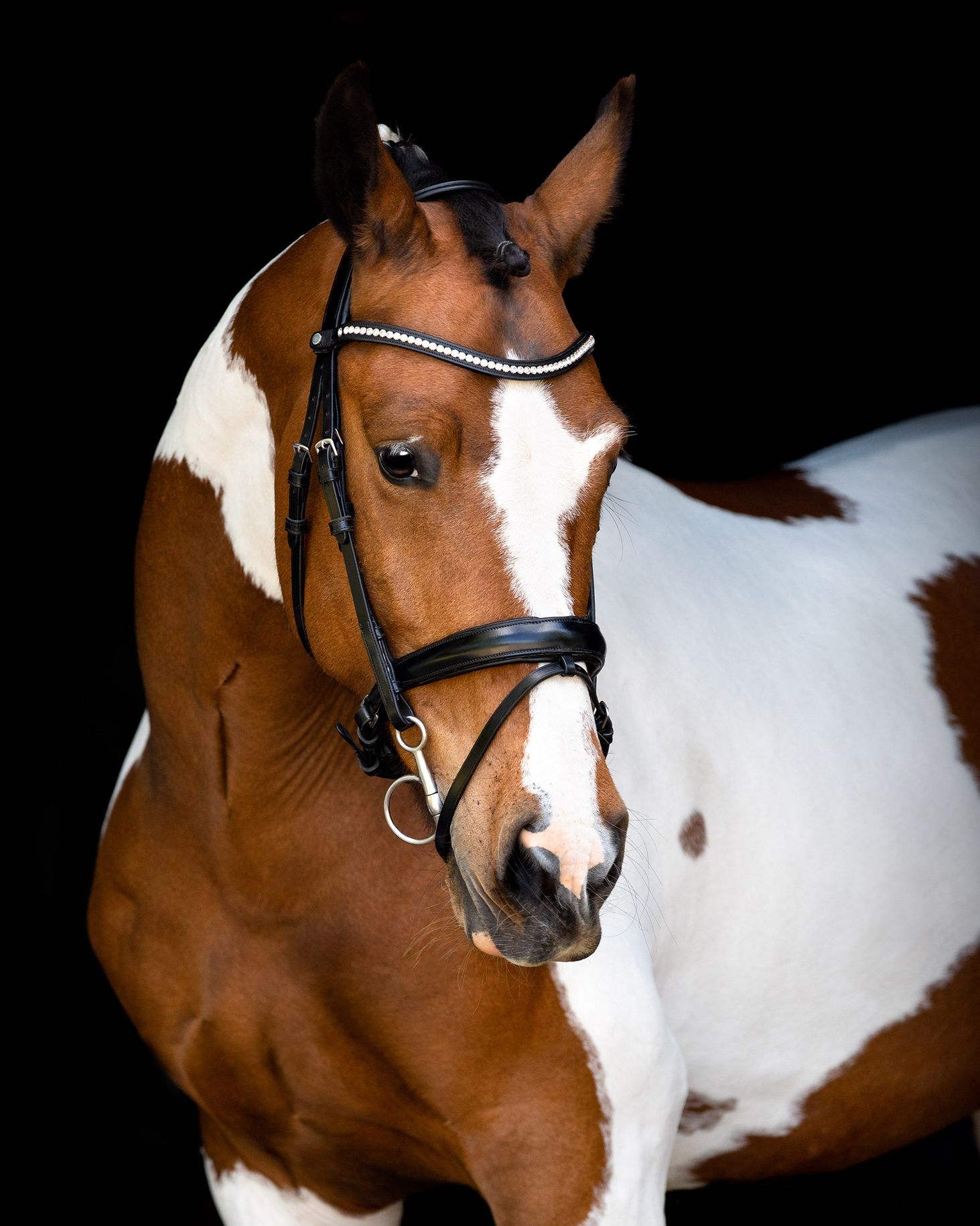 Cabeçada de Bridão MONTAR 'Fair' Cavalo castanho e branco com arreios de couro pretos e fundo escuro