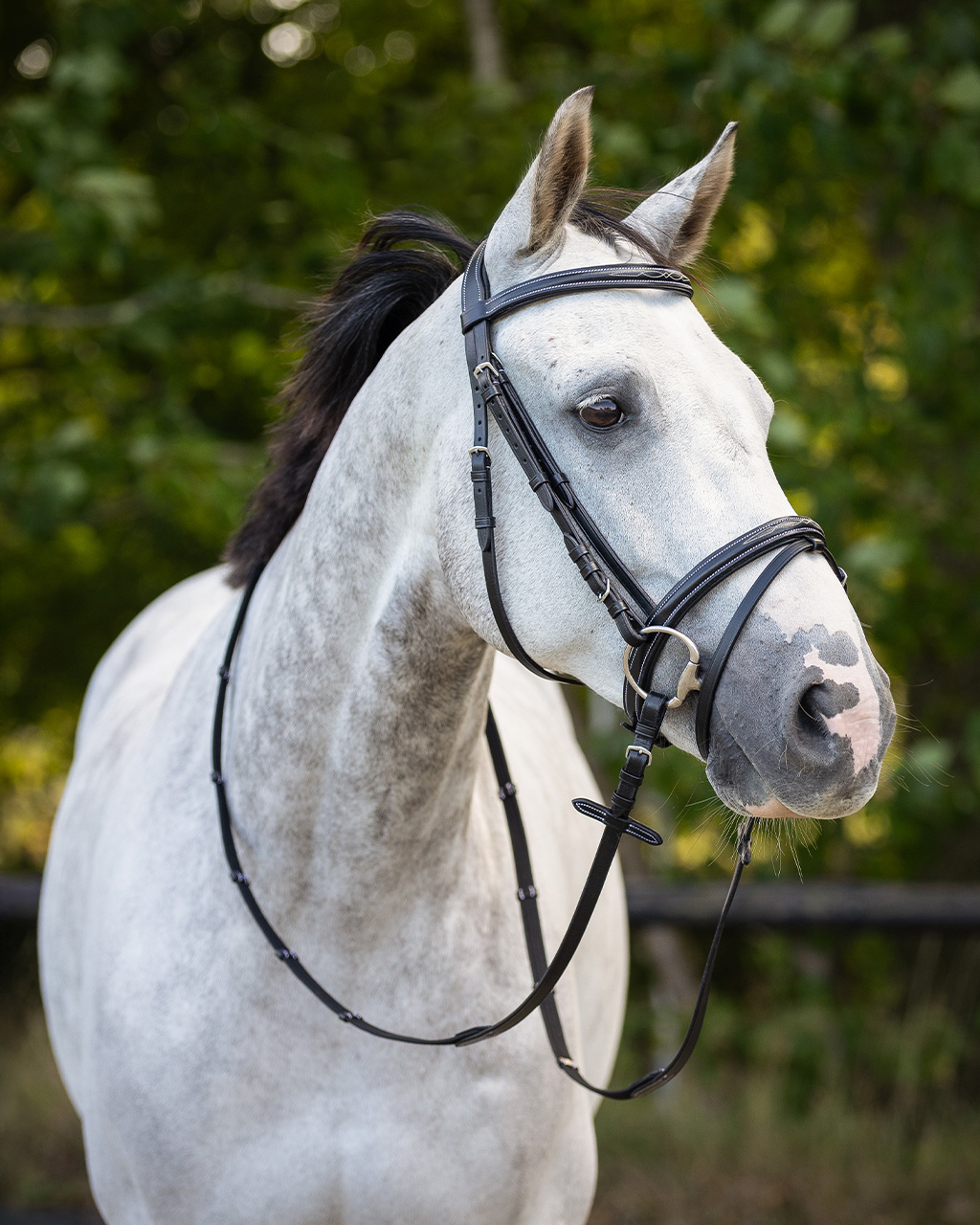 Cabeçada de Bridão QHP 'Luxury' Cavalo branco com sela preta de couro e cabeçada numa área verde