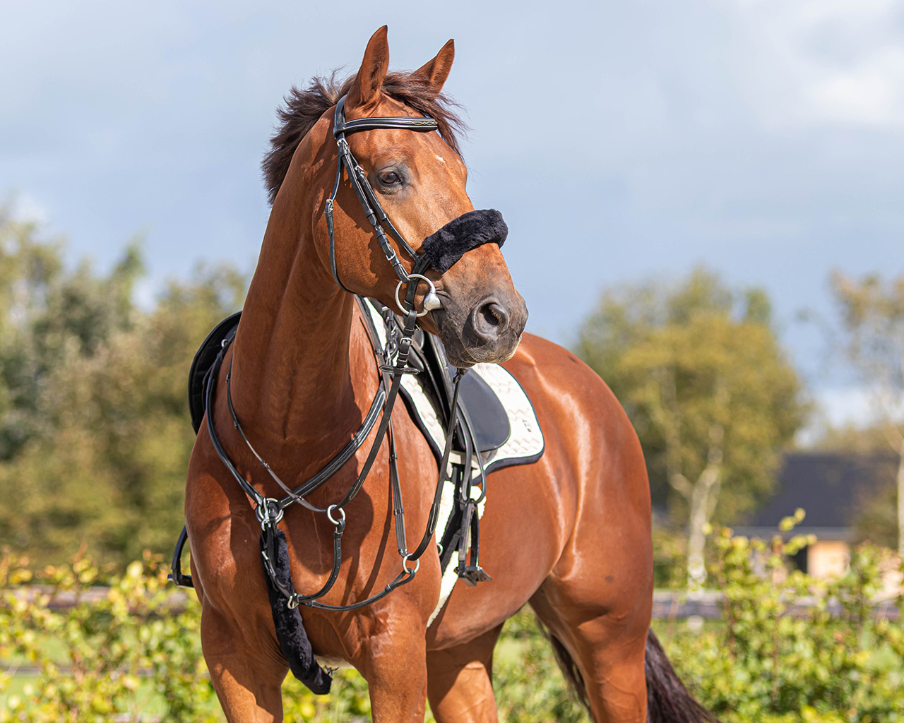 Protecção de Focinheira QHP Cavalo castanho com arreios e sela, em paisagem exterior verde