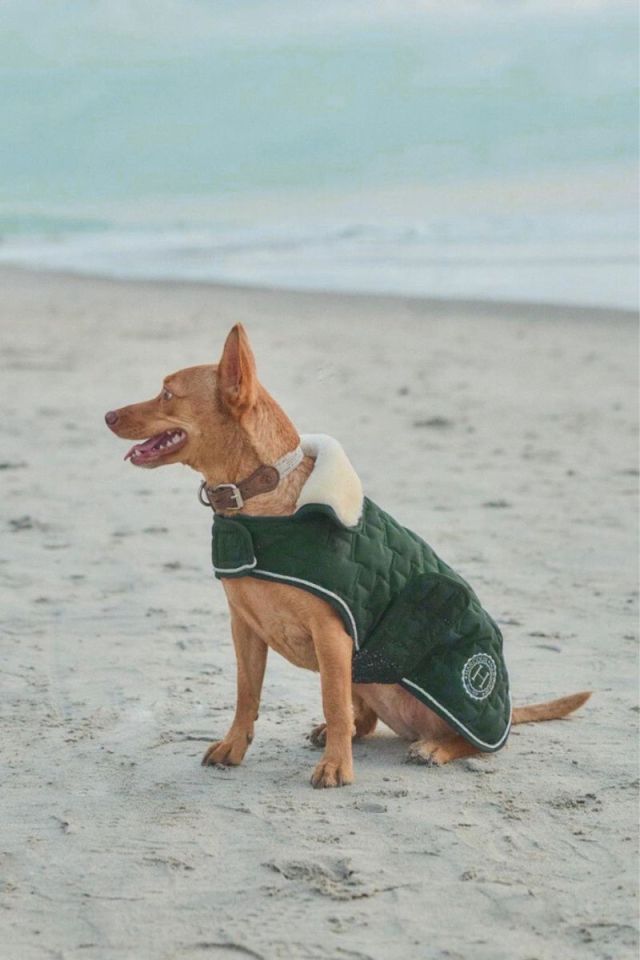Capa para Cão HARCOUR Bernie Cão pequeno com casaco verde escuro na praia