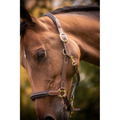 Cabresto de couro castanho com fivelas douradas em cavalo castanho