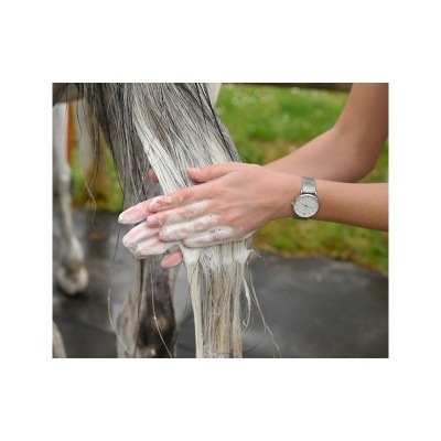 Mãos a ensaboar a crina de um cavalo cinzento molhado