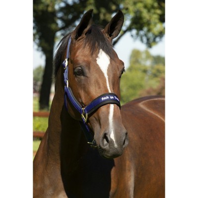 Cavalo castanho com cabeçada azul e inscrição 'Back on Track'