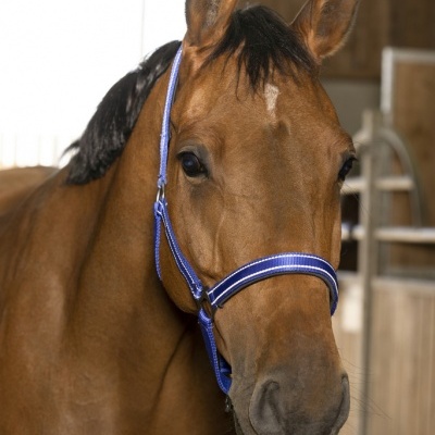 Cavalo castanho com cabresto azul num estábulo de madeira