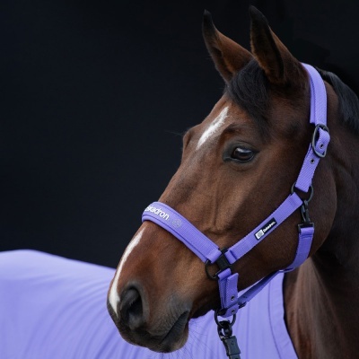 Cavalo castanho com cabresto e manta lilás