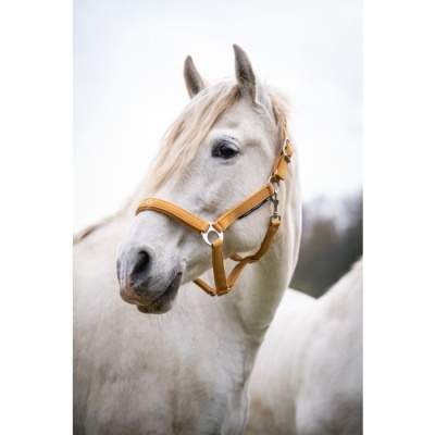 Cavalo branco com cabedal castanho claro e fivelas metálicas em ambiente exterior