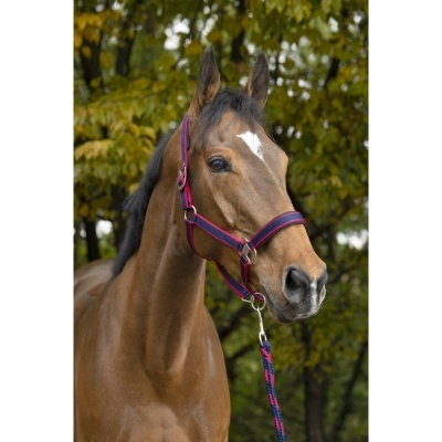 Cavalo castanho com cabresto cor de rosa e azul