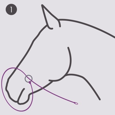 Desenho lineares da cabeça de um cavalo com indicação para cabresto no focinho