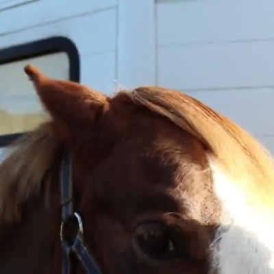 Pessoa aplicando e escovando desembaraçador em cavalo