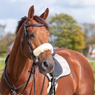 Cavalo castanho com arreios de couro preto e acolchoamento branco sob sela