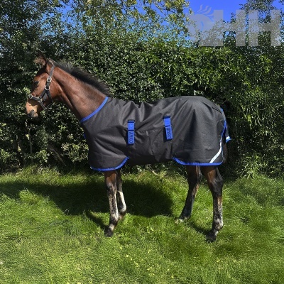 Cavalo com manta preta e azul sobre relvado verde