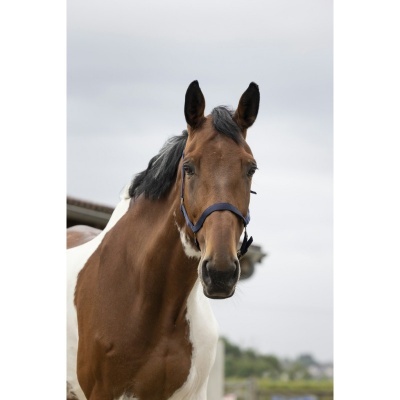 Cavalo castanho e branco com peitoral azul ao ar livre