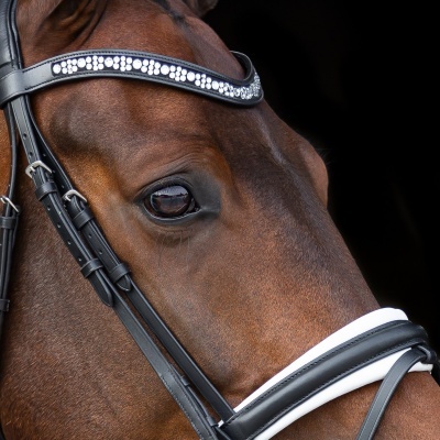 Cavalo castanho com brida preta decorada e fundo negro