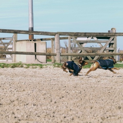 Dois cães com casacos azuis a correr em área de areia cercada por madeira.