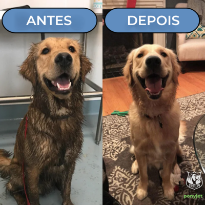 Antes e depois de Golden Retriever sujo e limpo