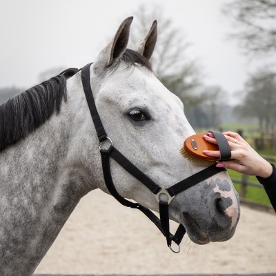 Pessoa a escovar o rosto de um cavalo com uma escova de madeira com cerdas claras.