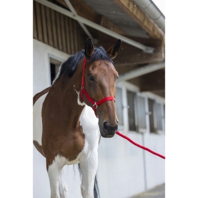 Cavalo castanho e branco com peitoral vermelho junto a edifício branco