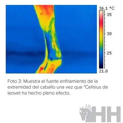 Imagem térmica colorida de perna de cavalo com escala de temperatura