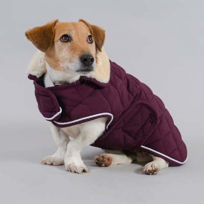 Cão com casaco acolchoado roxo e interior em pelo branco