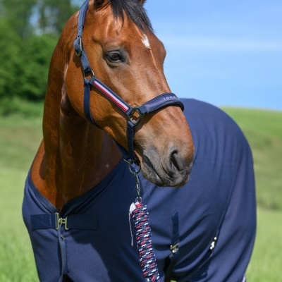 Cavalo castanho com manta azul escura e cabresto com risca vermelha e branca